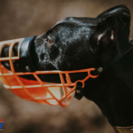 VA Legislature Muzzles Pastors